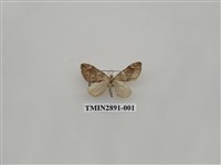 藏品(尺蛾624)的圖片